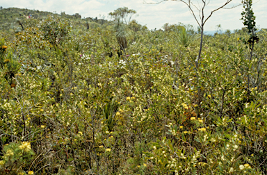 APII jpeg image of Petrophile divaricata  © contact APII