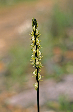 APII jpeg image of Prasophyllum brownii  © contact APII