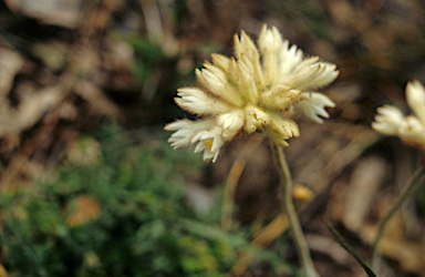 APII jpeg image of Conostylis setosa  © contact APII