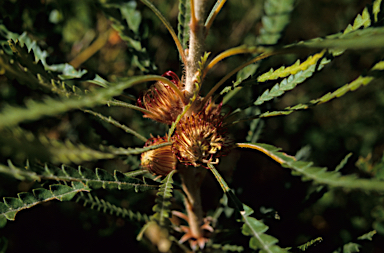 APII jpeg image of Banksia baxteri  © contact APII