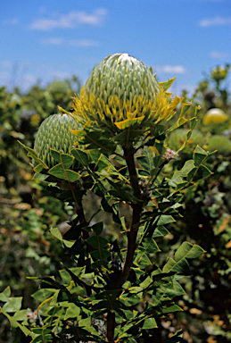 APII jpeg image of Banksia baxteri  © contact APII