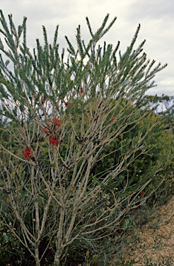 APII jpeg image of Calothamnus quadrifidus  © contact APII