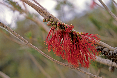 APII jpeg image of Calothamnus quadrifidus  © contact APII