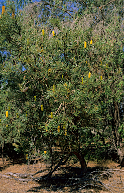 APII jpeg image of Banksia attenuata  © contact APII