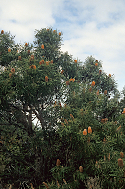 APII jpeg image of Banksia prionotes  © contact APII