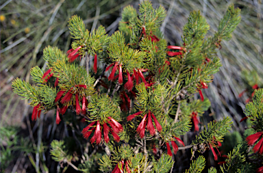 APII jpeg image of Calothamnus quadrifidus  © contact APII