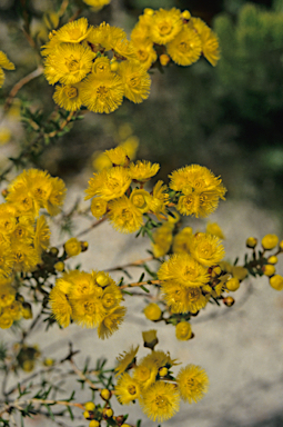 APII jpeg image of Verticordia chrysantha  © contact APII