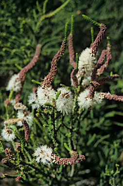 APII jpeg image of Melaleuca huegelii  © contact APII