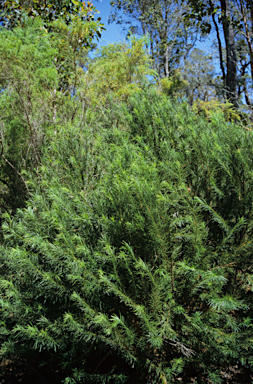 APII jpeg image of Podocarpus drouynianus  © contact APII
