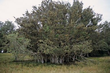 APII jpeg image of Melaleuca cuticularis  © contact APII