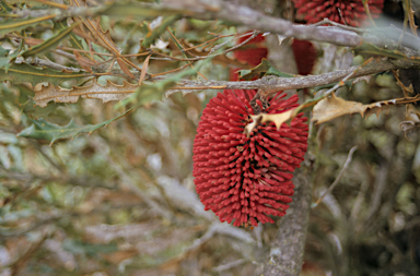 APII jpeg image of Banksia caleyi  © contact APII