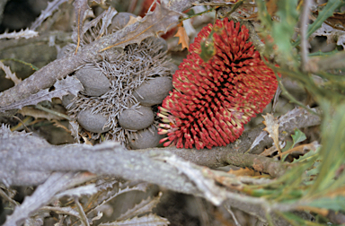 APII jpeg image of Banksia caleyi  © contact APII