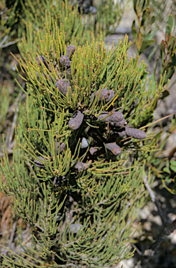 APII jpeg image of Allocasuarina humilis  © contact APII