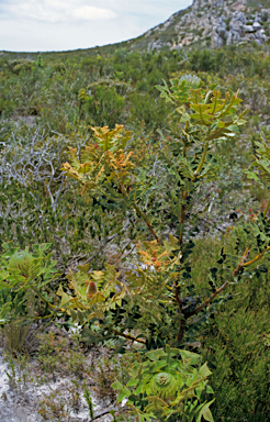 APII jpeg image of Banksia baxteri  © contact APII