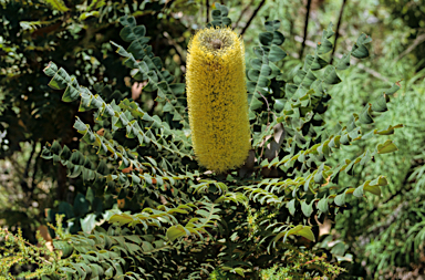 APII jpeg image of Banksia grandis  © contact APII