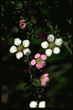 APII jpeg image of Leptospermum myrsinoides  © contact APII