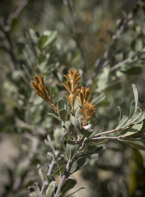 APII jpeg image of Banksia epica  © contact APII