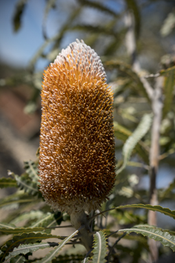 APII jpeg image of Banksia prionotes  © contact APII