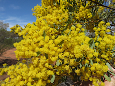 APII jpeg image of Acacia decora  © contact APII