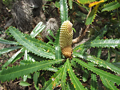 APII jpeg image of Banksia aemula  © contact APII