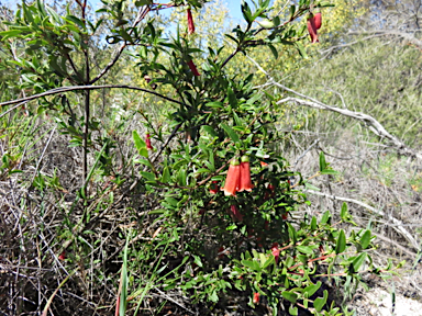 APII jpeg image of Correa pulchella  © contact APII