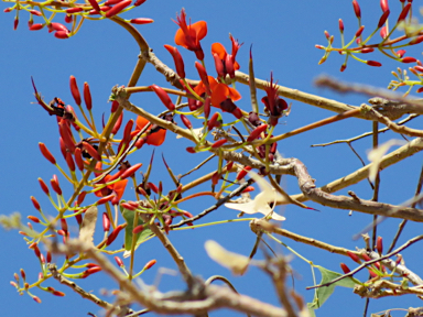 APII jpeg image of Erythrina vespertilio  © contact APII