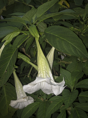 APII jpeg image of Brugmansia x candida  © contact APII