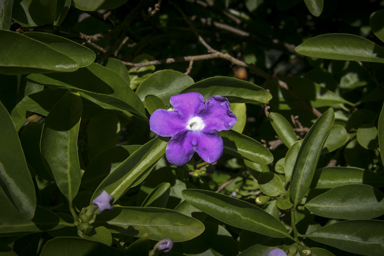 APII jpeg image of Brunfelsia australis  © contact APII