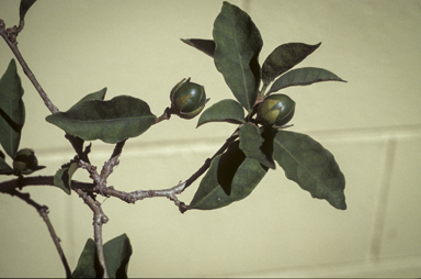APII jpeg image of Brunfelsia pilosa  © contact APII