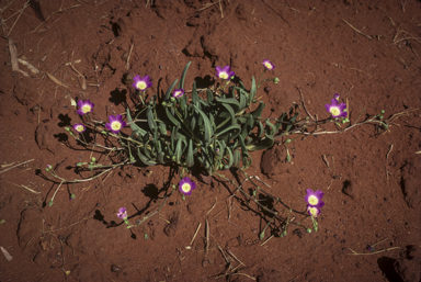 APII jpeg image of Calandrinia balonensis  © contact APII