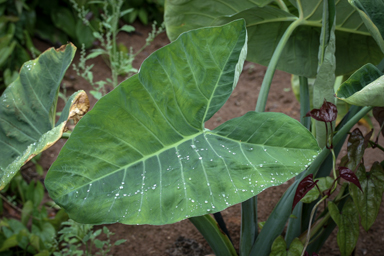 APII jpeg image of Colocasia esculenta  © contact APII