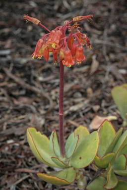 APII jpeg image of Cotyledon orbiculata  © contact APII