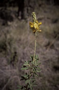 APII jpeg image of Crotalaria aridicola subsp. aridicola  © contact APII