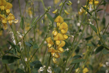 APII jpeg image of Crotalaria eremaea subsp. strehlowii  © contact APII