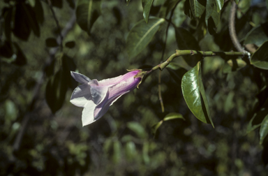 APII jpeg image of Cryptostegia grandiflora  © contact APII