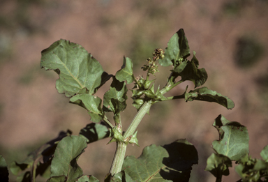 APII jpeg image of Rumex hypogaeus  © contact APII