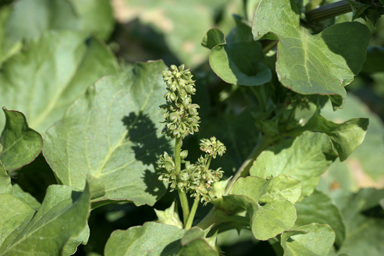 APII jpeg image of Rumex hypogaeus  © contact APII