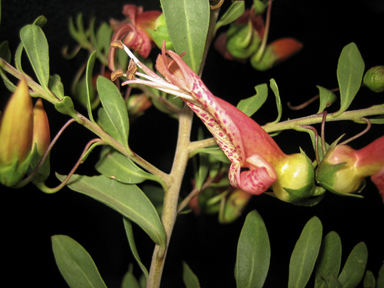 APII jpeg image of Eremophila maculata  © contact APII