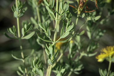 APII jpeg image of Hypericum perforatum  © contact APII