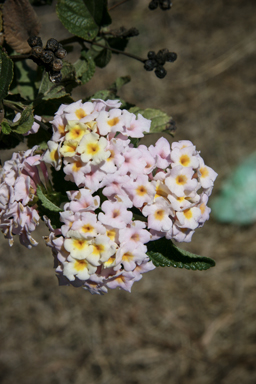 APII jpeg image of Lantana camara  © contact APII