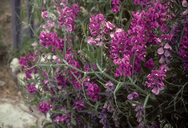 APII jpeg image of Lathyrus latifolius  © contact APII