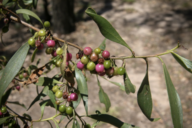 APII jpeg image of Myoporum montanum  © contact APII