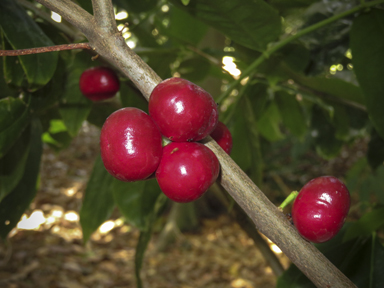 APII jpeg image of Phaleria clerodendron  © contact APII