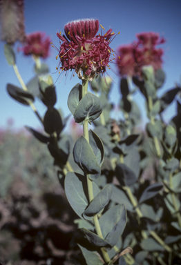 APII jpeg image of Pimelea decora  © contact APII