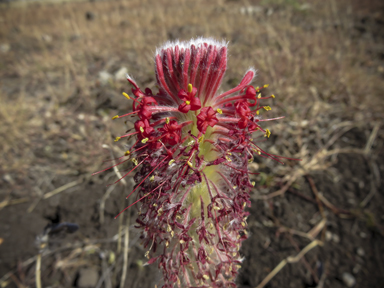 APII jpeg image of Pimelea haematostachya  © contact APII