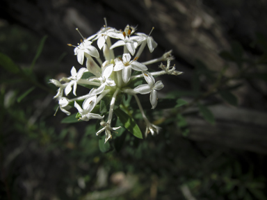 APII jpeg image of Pimelea linifolia  © contact APII