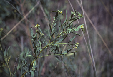 APII jpeg image of Pimelea neoanglica  © contact APII