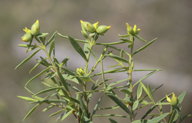 APII jpeg image of Pimelea neoanglica  © contact APII