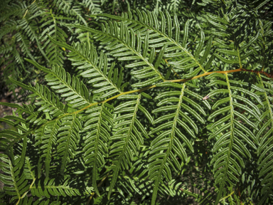 APII jpeg image of Pteridium esculentum  © contact APII