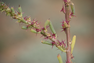 APII jpeg image of Sclerolaena calcarata  © contact APII